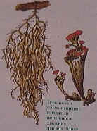 Лишайники (слева направо): бородатый лишайник и кладония красноплодная
