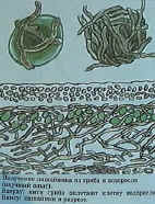 Получение лишайника из грибка и водоросли (научный опыт). Вверху: нити гриба оплетают клетку водоросли. Внизу: лишайник в разрезе.